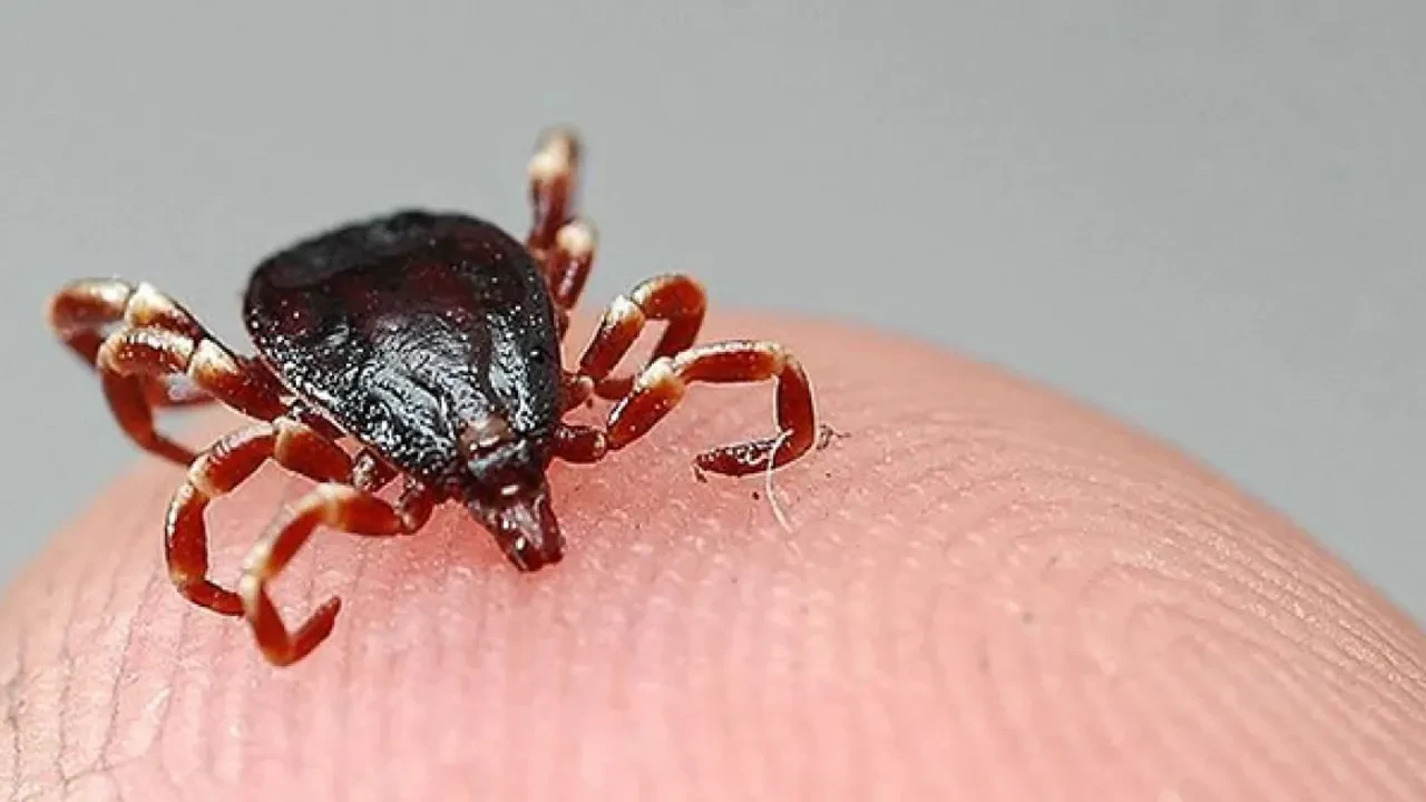 Uzman isimden kene uyarısı! Birçok tehlikeli hastalık bulaşabilir: Bunlara dikkat