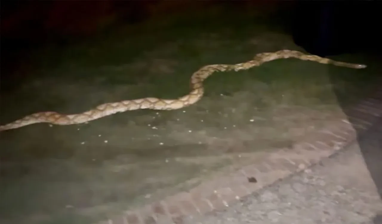 ABD'yi pitonlar sardı! Otobüs dolusu yılan öldürüldü