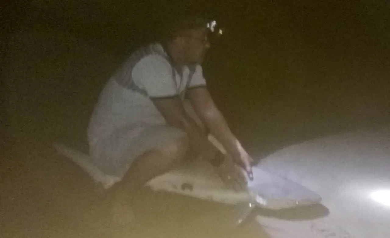 Bir gecede 2 köpek balığı yakaladı! Amatör balıkçının şaşkına döndüğü anlar