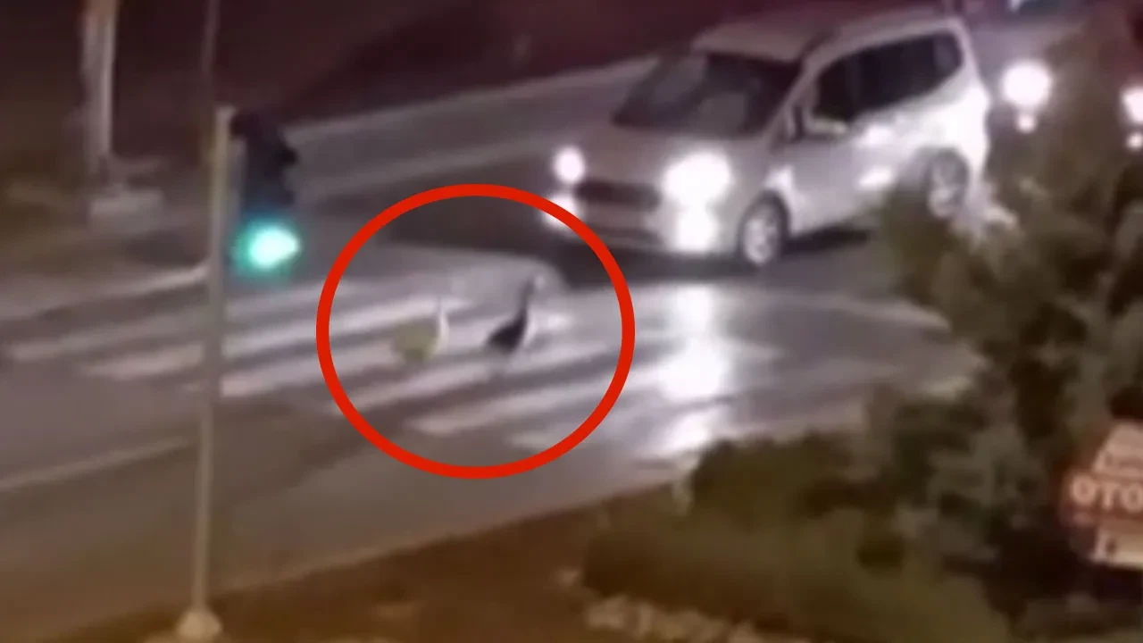 Trafikte şaşırtan anlar! Kazların yaptığını görenler hayrete düştü