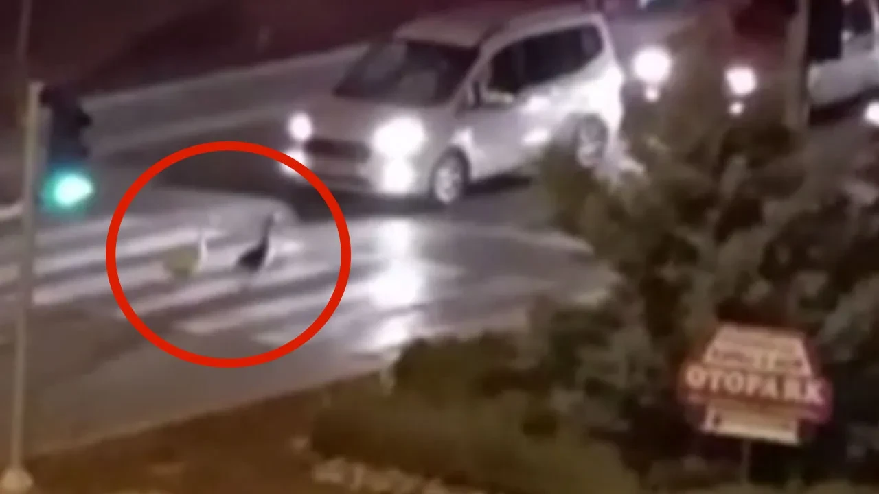 Trafikte şaşırtan anlar! Kazların yaptığını görenler hayrete düştü