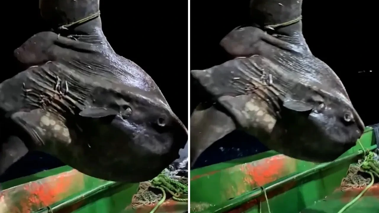 Türk balıkçılar dünyanın en ağır kemikli balığını yakaladılar! Şoke eden anlar 