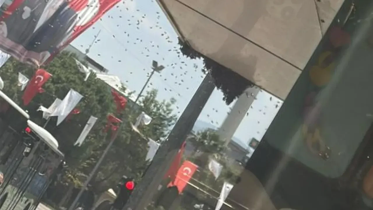 Arılar bir şehri istila etti, esnaf kepenk kapattı!
