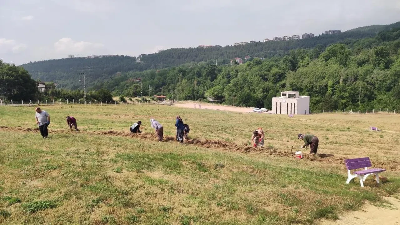 Çiftçisi için altın değerinde: Hasadı başladı!