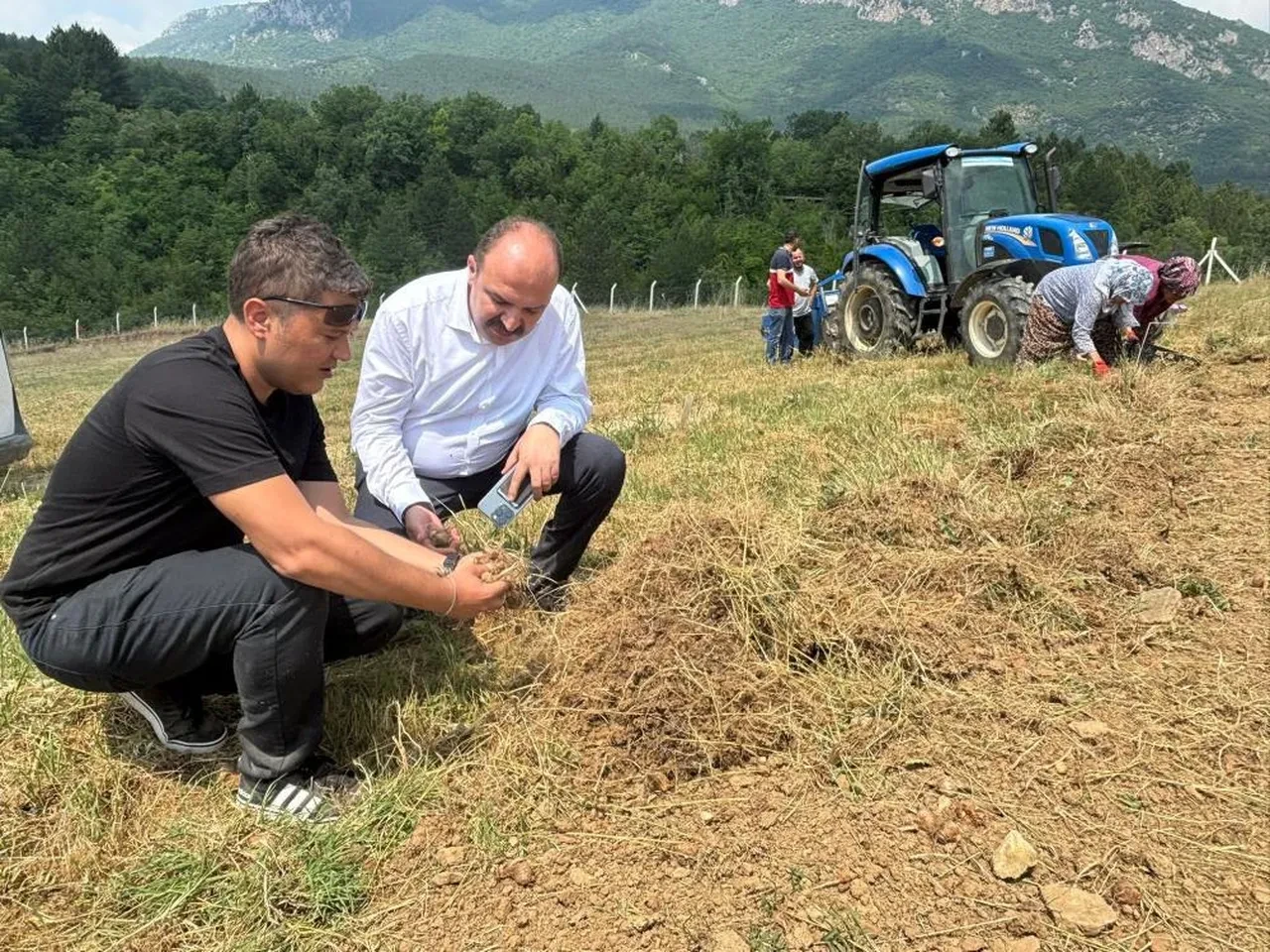 Çiftçisi için altın değerinde: Hasadı başladı!