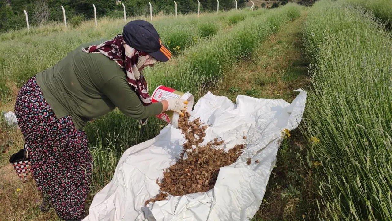 Çiftçisi için altın değerinde: Hasadı başladı!