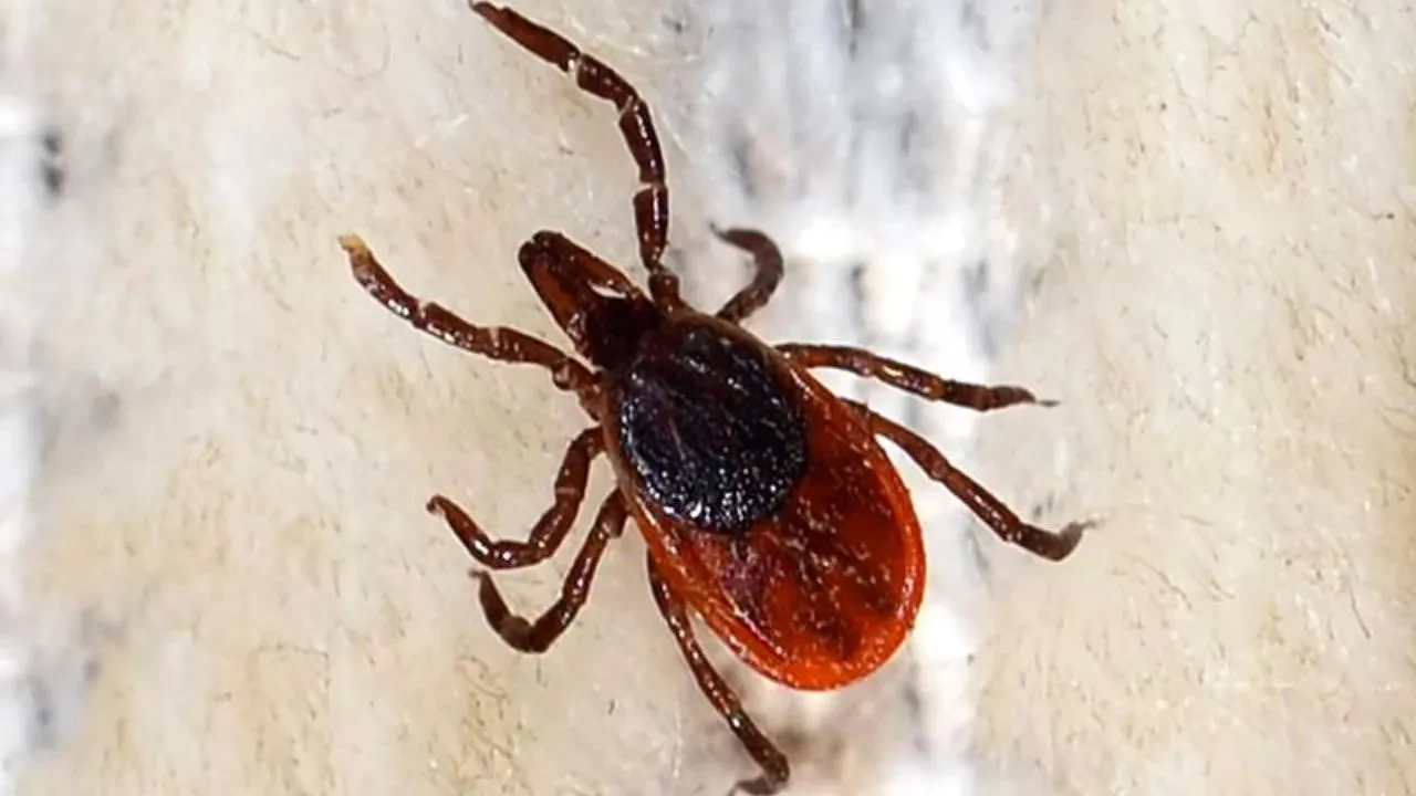 Kene paniği sürüyor! Uzmanlardan rahatlatan açıklama...