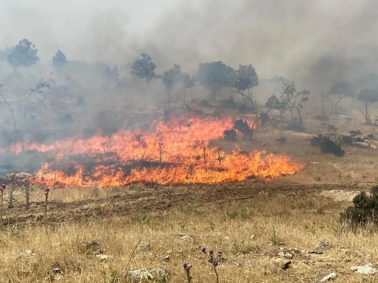 Mardin'de orman yangını! Hem ekipler hem de vatandaşlar seferber oldu