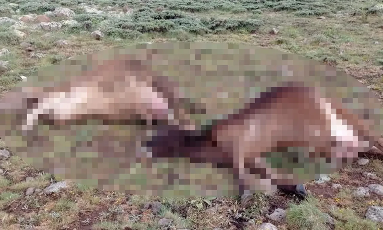 Sivas'ta feci olay! Çoban ve sürüsüne yıldırım düştü