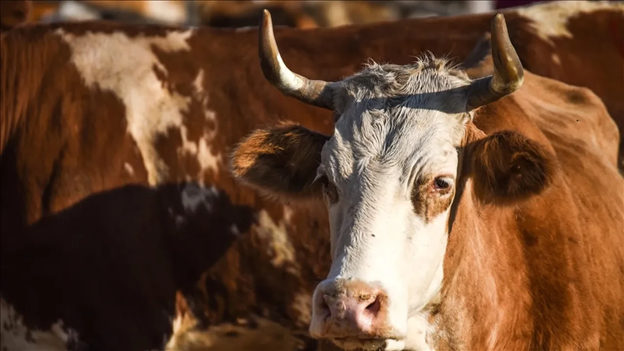 Türkiye'de inek sütü miktarı nisanda 981 bin 10 ton oldu