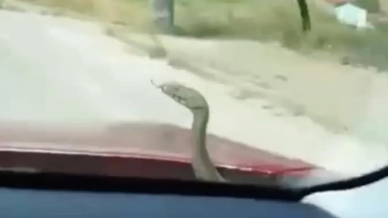 Yılanın kaput üzerindeki yolculuğu viral oldu