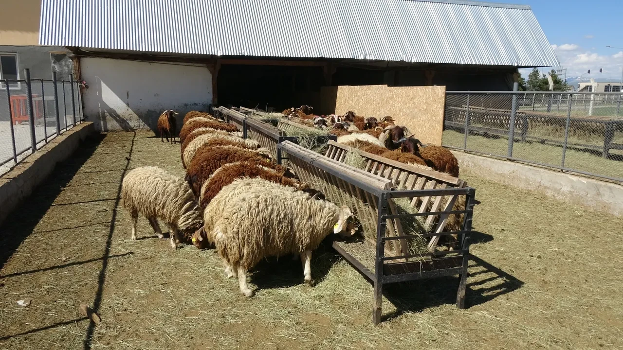 Yurt dışından çoban getirilecek! Hayvancılıktaki açığa Bakanlık çözümü