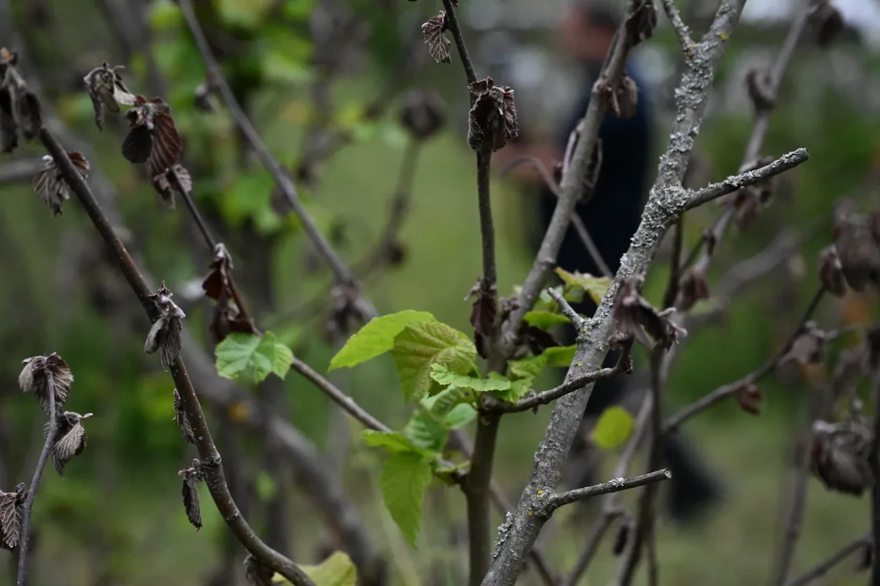 Zirai don felaketi: Üç üründe durum ciddi, hasar yüzde 100!