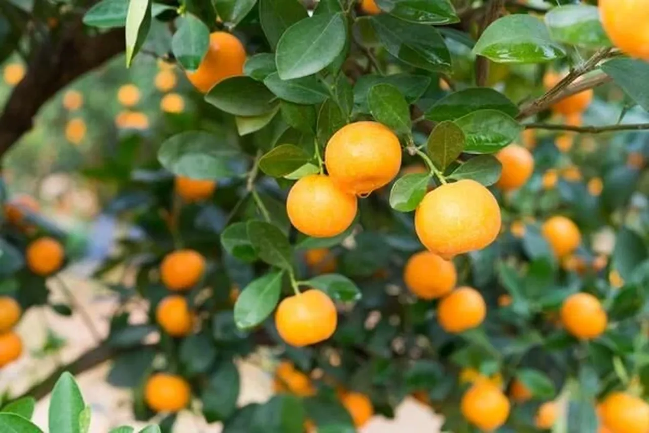 Kamkat Ne Zaman Çiçek Açar? Kamkat Ne Zaman Meyve Verir?