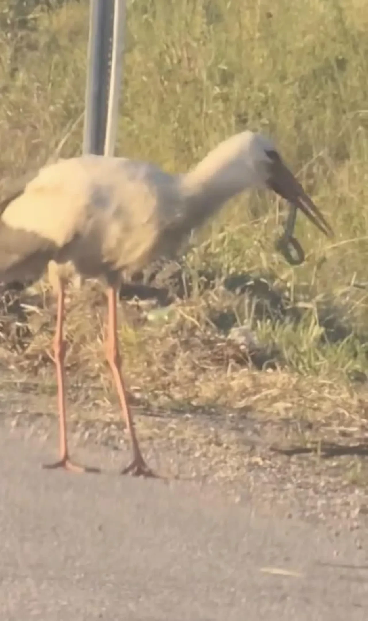 Leylek ve kartalın yılan avı kamerada
