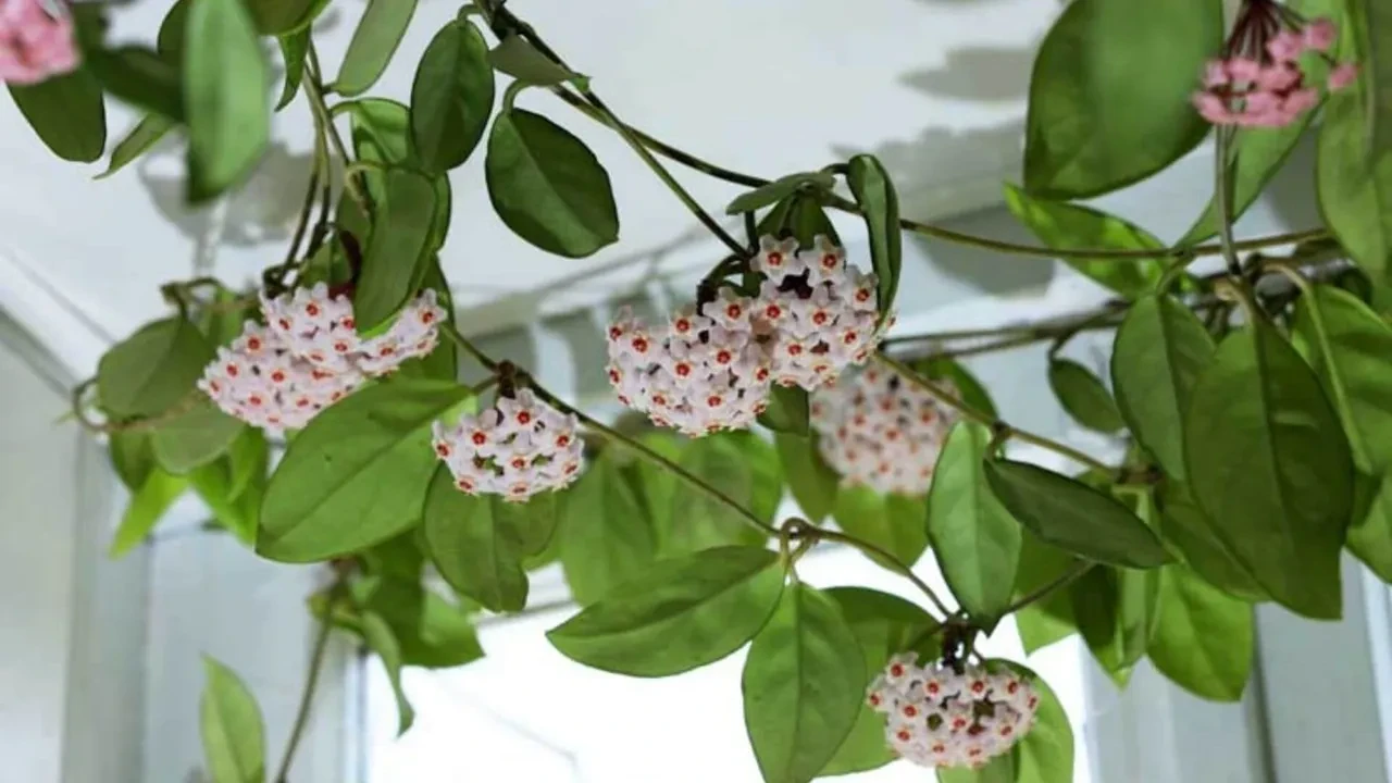 Mum Çiçeği Ne Zaman Ekilir? Mum Çiçeği Ne Zaman Çiçek Açar?