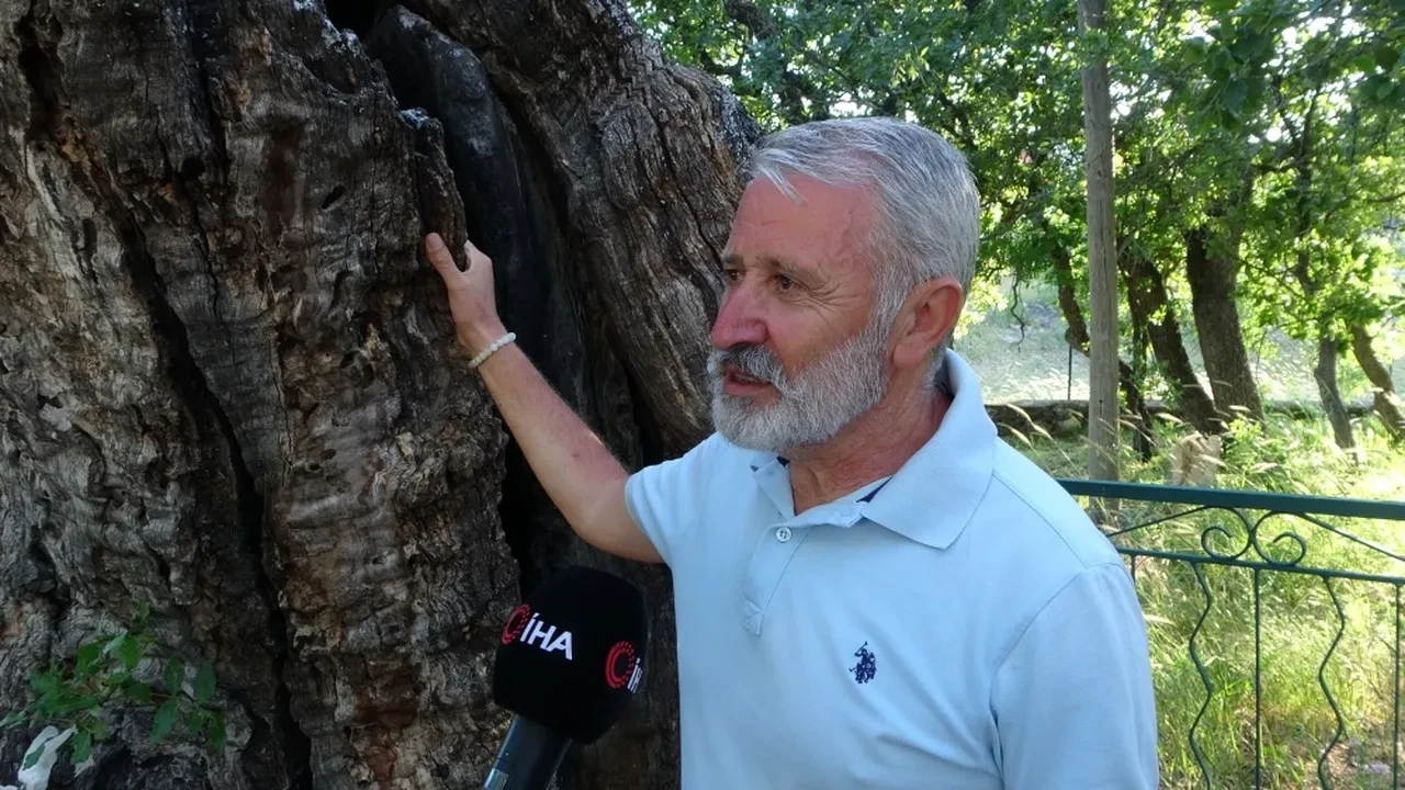 Osmanlı'dan bile eski Menengiç ağacı 800 yıldır ayakta! Halk tescillenmesini istiyor