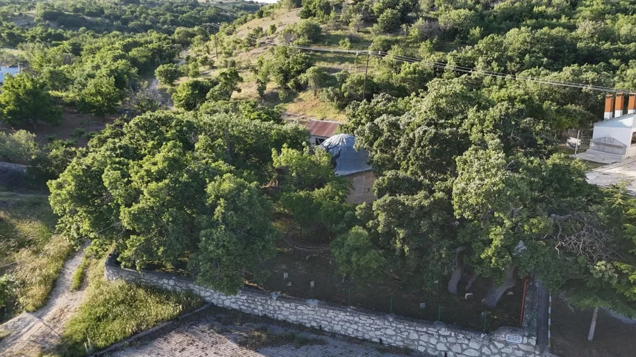 Osmanlı'dan bile eski Menengiç ağacı 800 yıldır ayakta! Halk tescillenmesini istiyor