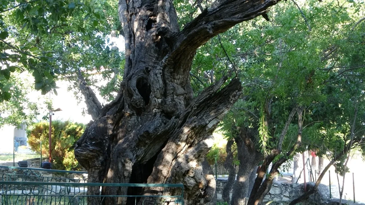 Osmanlı'dan bile eski Menengiç ağacı 800 yıldır ayakta! Halk tescillenmesini istiyor