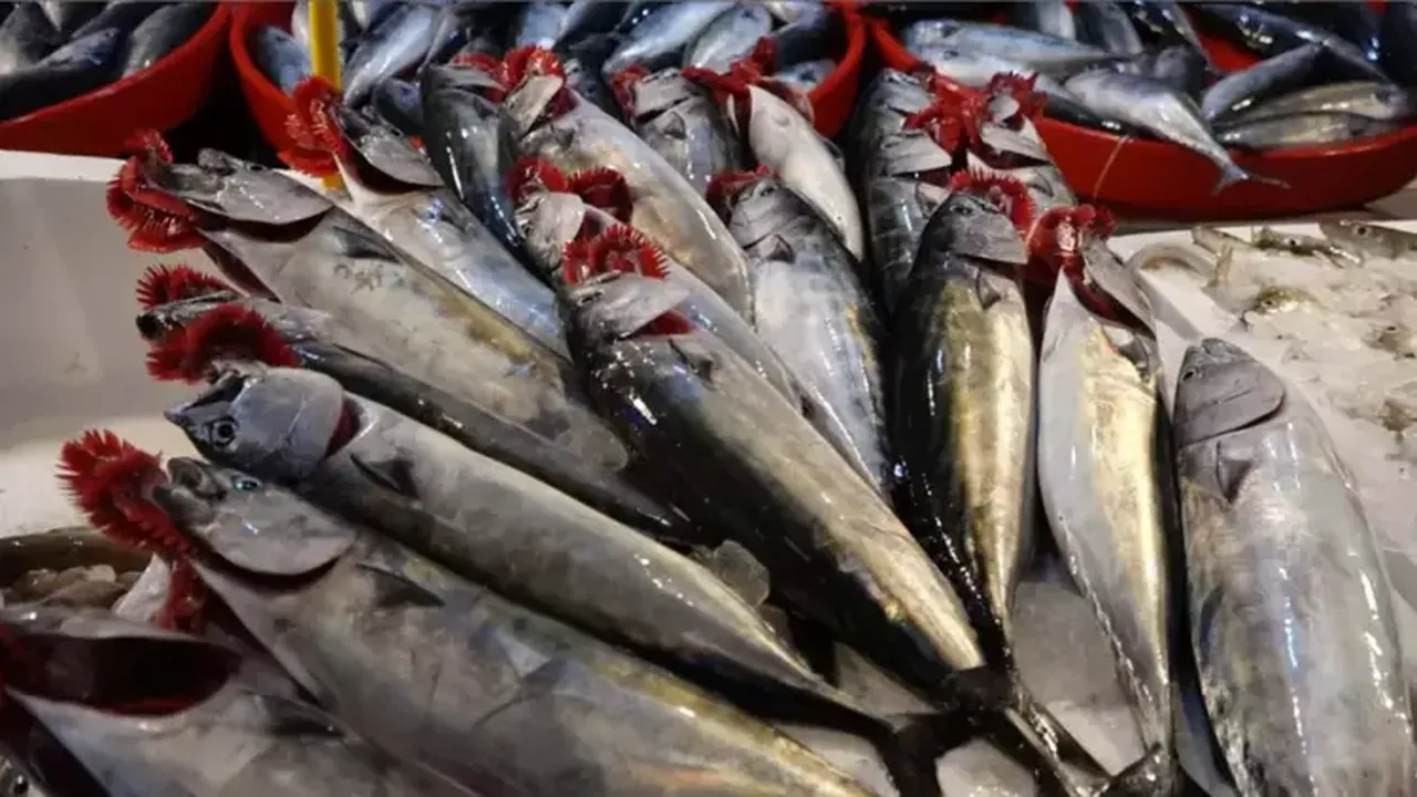 Palamut Nasıl Temizlenir? Evde ve Kolay Palamut Balığı Temizleme Yöntemleri