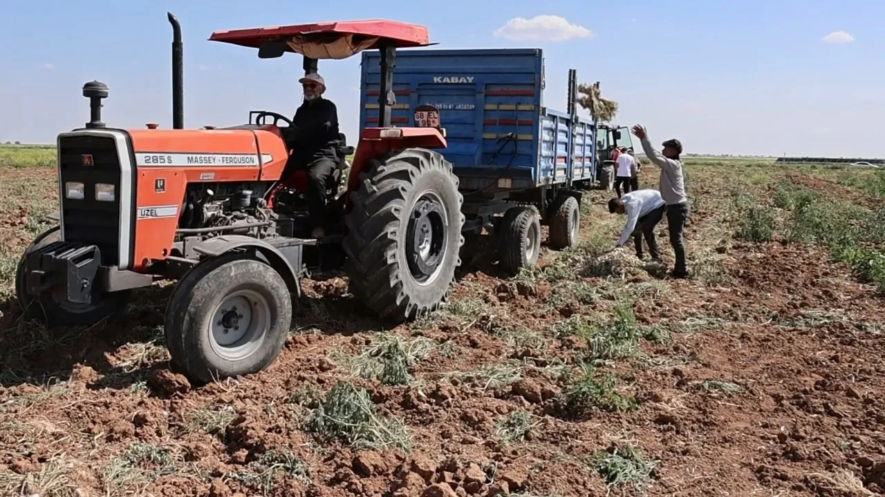 Üç ülke Türkiye'den antibiyotik olarak alıyor! Ata tohumuyla üretilen sarımsağın hasadı başladı