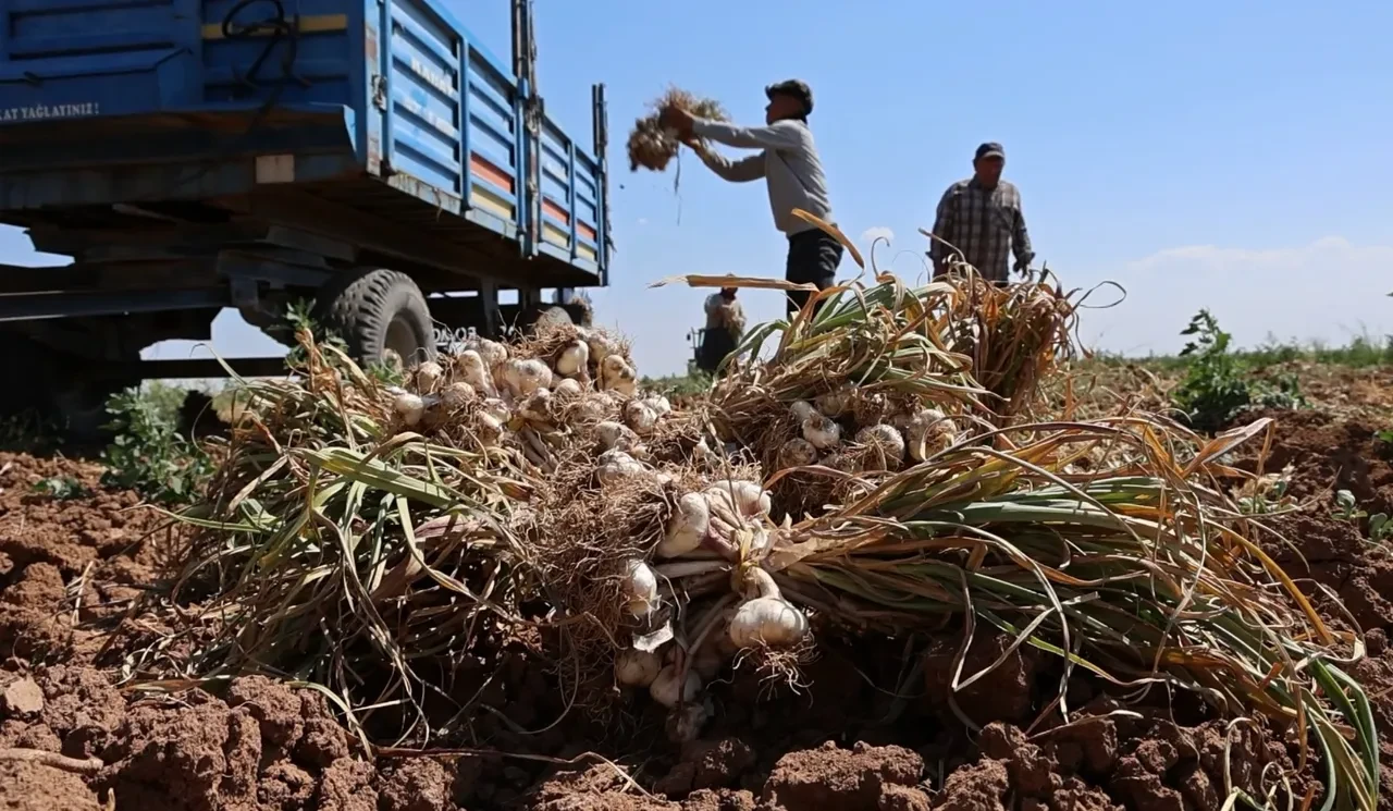 Üç ülke Türkiye'den antibiyotik olarak alıyor! Ata tohumuyla üretilen sarımsağın hasadı başladı