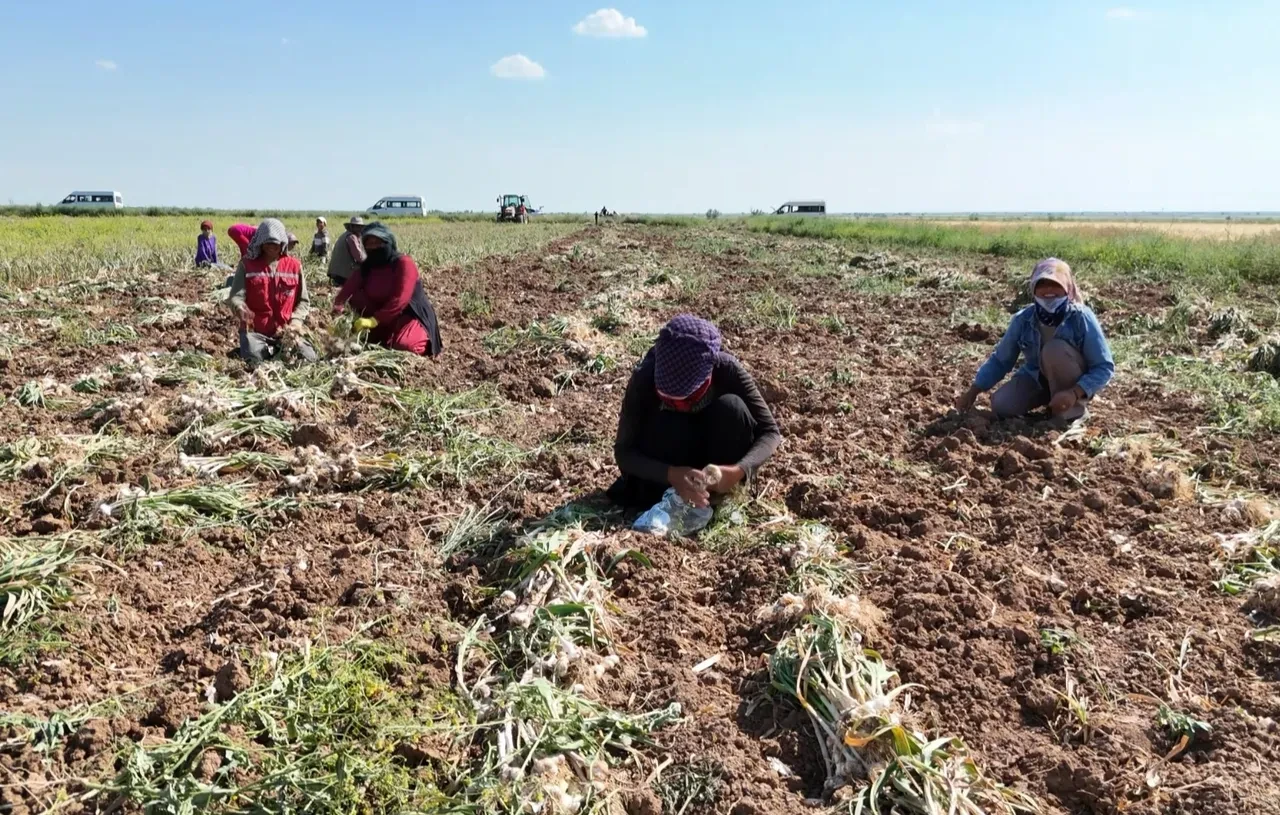 Üç ülke Türkiye'den antibiyotik olarak alıyor! Ata tohumuyla üretilen sarımsağın hasadı başladı