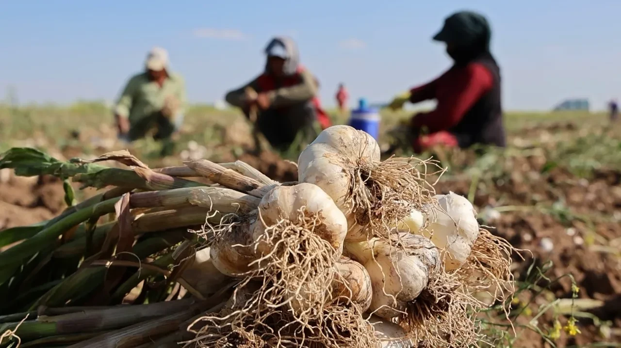 Üç ülke Türkiye'den antibiyotik olarak alıyor! Ata tohumuyla üretilen sarımsağın hasadı başladı