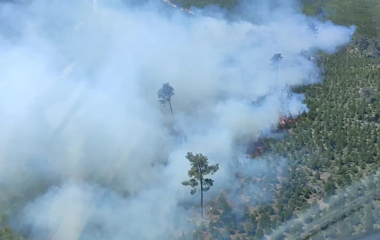 Aydın, Edirne ve Manisa'da orman yangını! Ekipler seferber oldu
