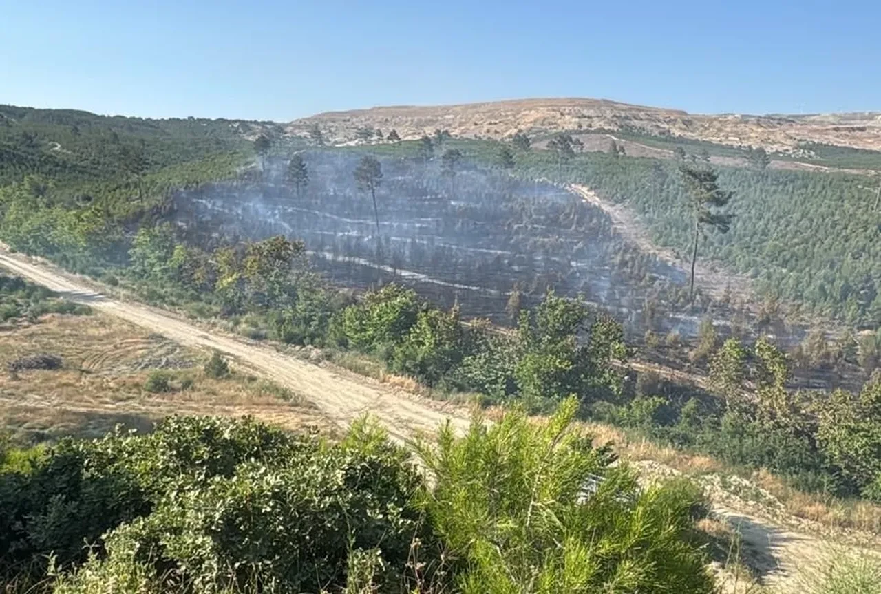 Aydın, Edirne ve Manisa'da orman yangını! Ekipler seferber oldu