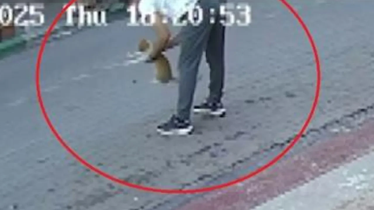 Boğazına tavuk kemiği kaçan kediye heimlich manevrası ile kurtardı
