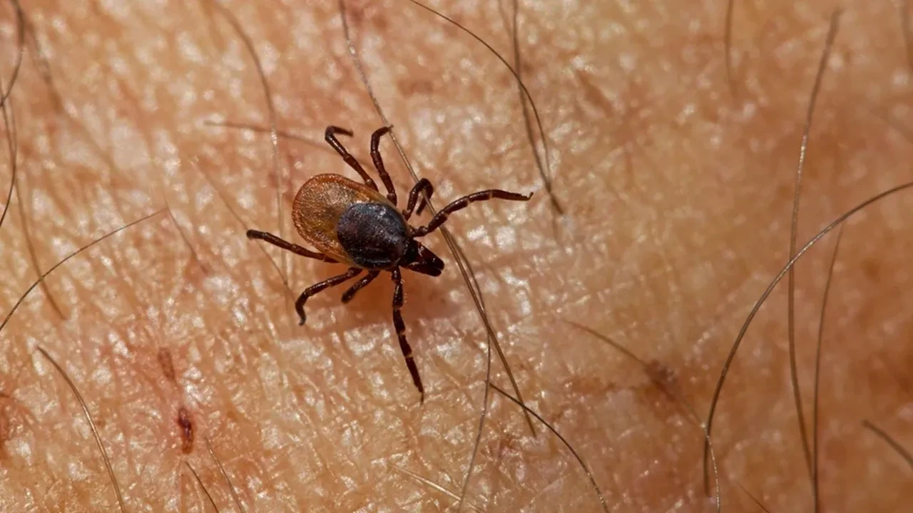 Kene kabusu bitiyor mu? KKKA aşısında sona doğru: İnsan üzerinde denenecek