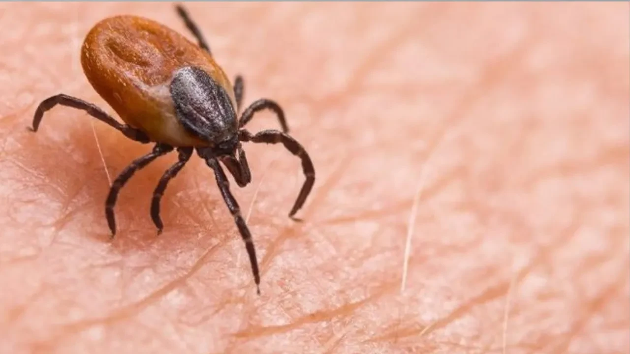 Kene kabusu bitiyor mu? KKKA aşısında sona doğru: İnsan üzerinde denenecek