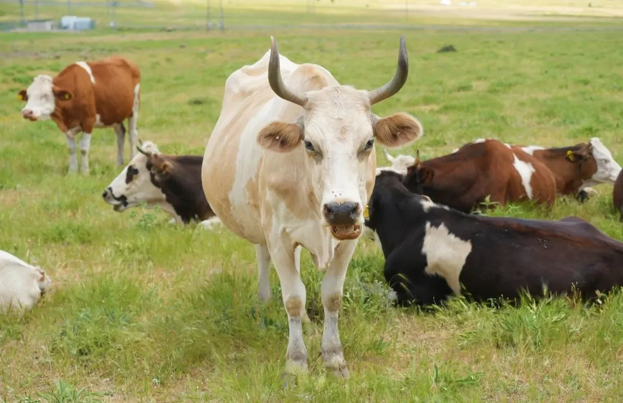 Çobanın istediği ücret köylüleri alarma geçirdi! Çözümü bakın nasıl buldular?