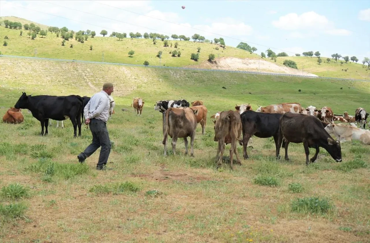 Çobanın istediği ücret köylüleri alarma geçirdi! Çözümü bakın nasıl buldular?