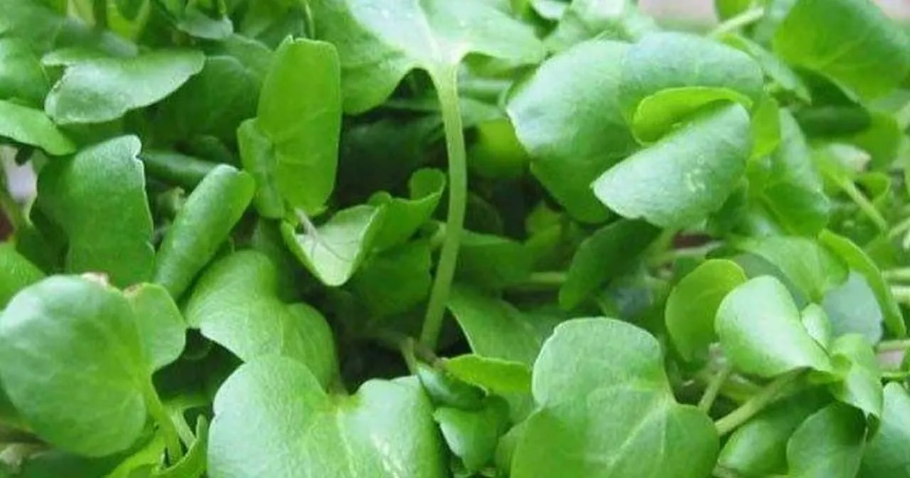 Dünyanın en faydalı sebzesi seçildi! İşte saymakla bitmeyen faydaları