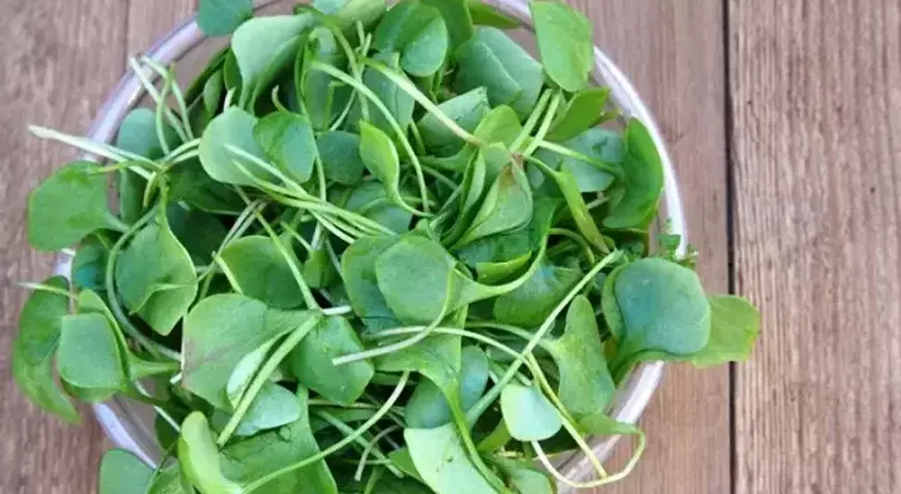 Dünyanın en faydalı sebzesi seçildi! İşte saymakla bitmeyen faydaları