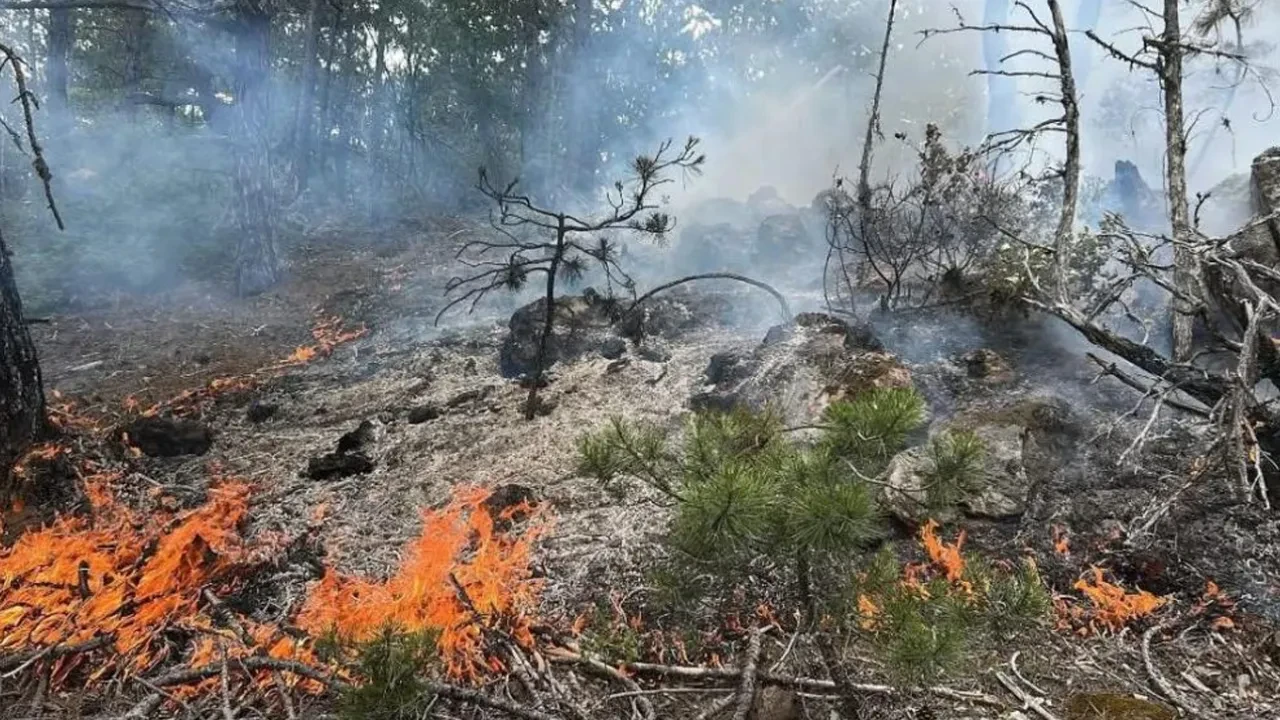 Kastamonu'da orman yangını! Facia atlatıldı