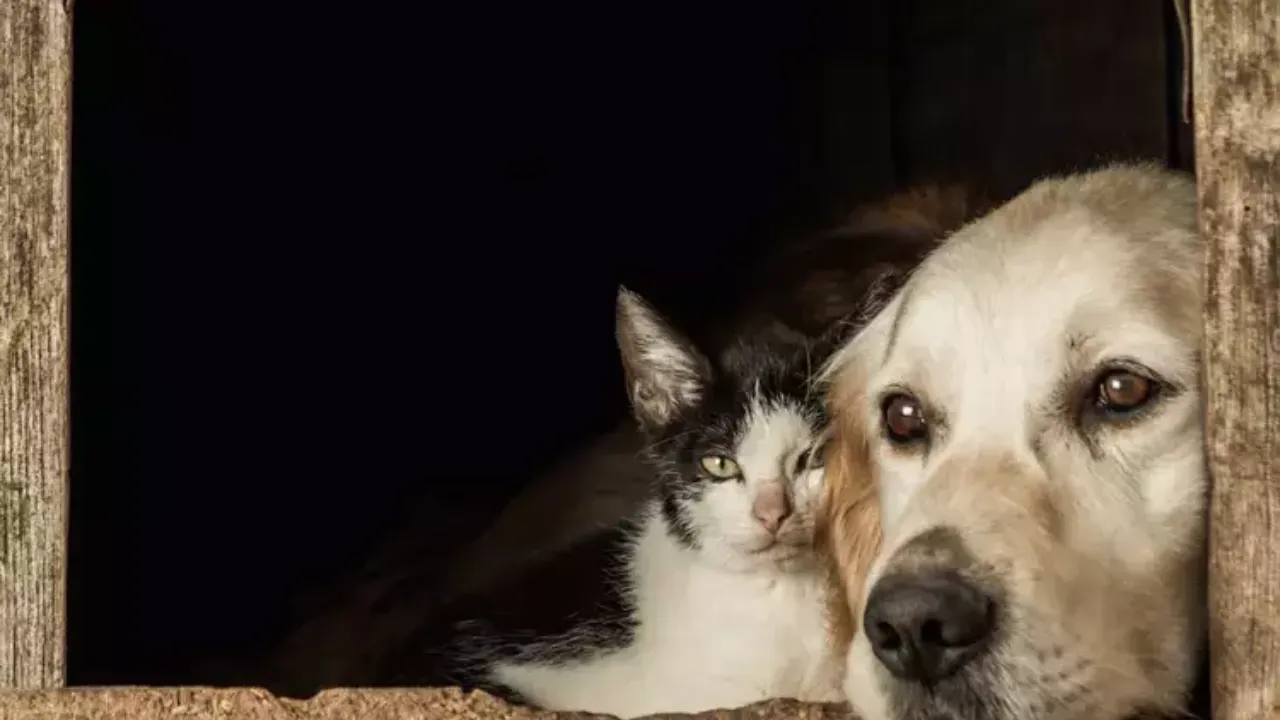 Kedi ve köpeklerin bağışıklığını güçlendirmek için neler yapmalı?