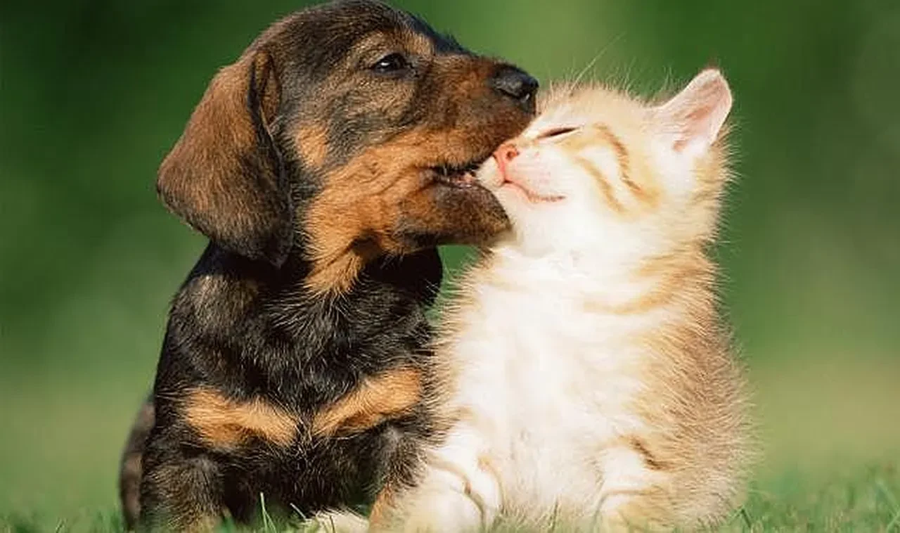 Kedi ve köpeklerin bağışıklığını güçlendirmek için neler yapmalı?