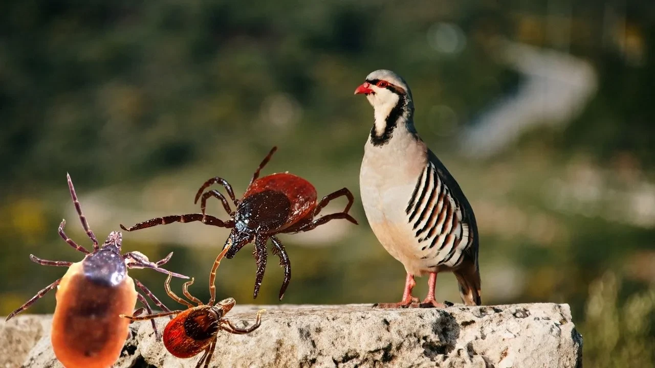 Keklik kene yer mi? Kene ile mücadele için önlemler alındı