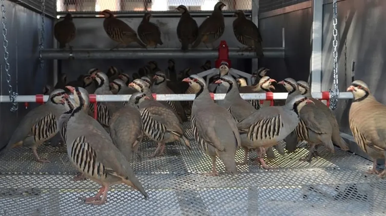 Keklik kene yer mi? Kene ile mücadele için önlemler alındı