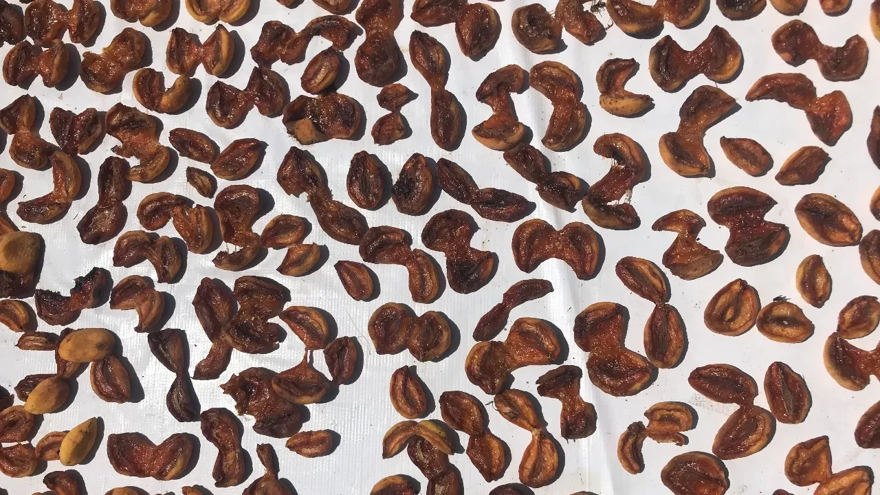 Kilosu bin lirayı aştı! Kuru kayısının fiyatı uçtu: 4 kilosu 1 gram altın ediyor