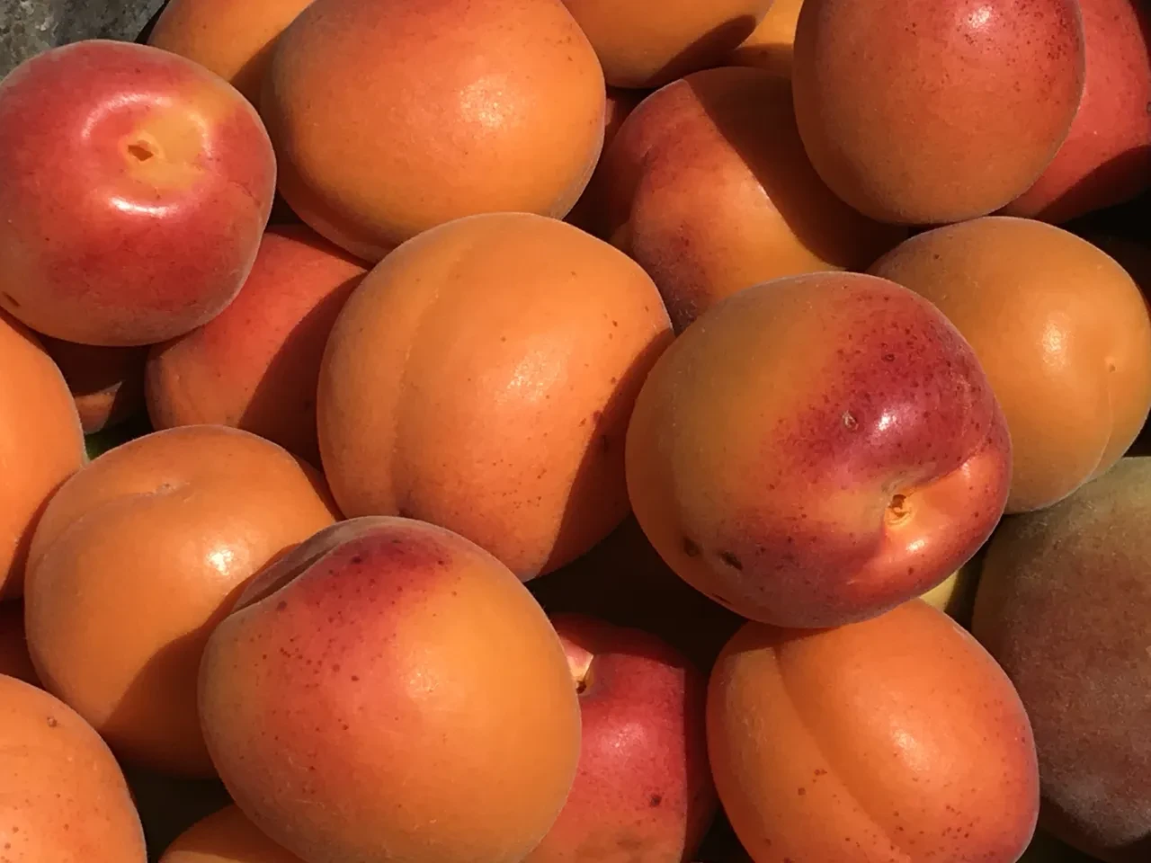 Kilosu bin lirayı aştı! Kuru kayısının fiyatı uçtu: 4 kilosu 1 gram altın ediyor