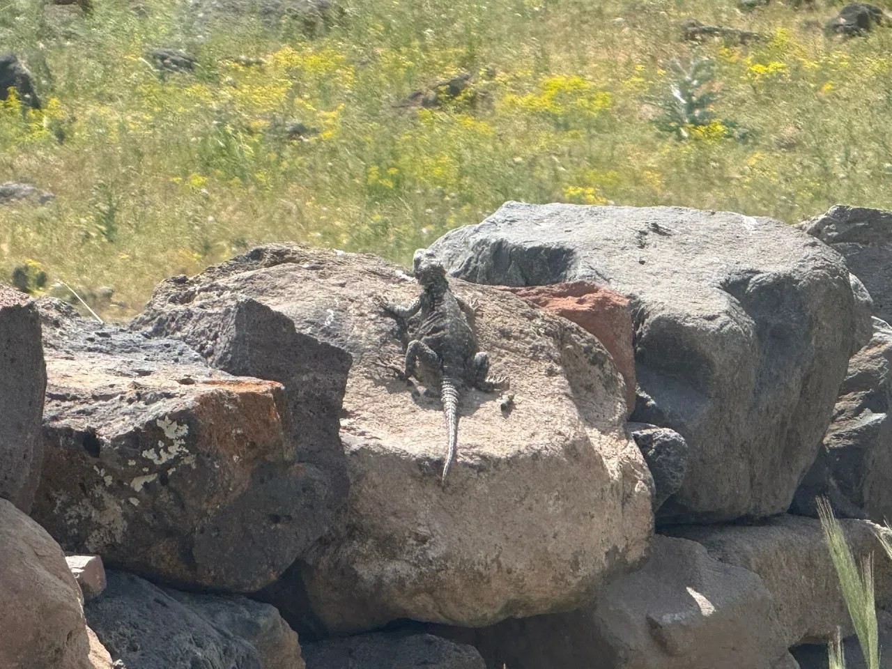 Dünyada nadir tür Ağrı Dağı eteklerinde görüldü! ''Bakarken göz teması kuruyor''