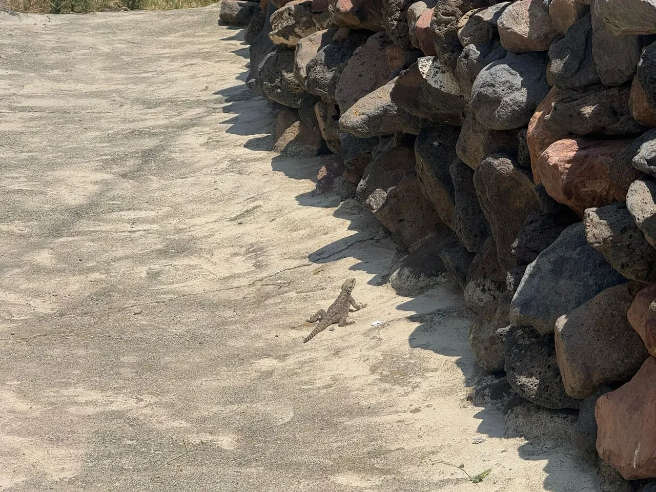 Dünyada nadir tür Ağrı Dağı eteklerinde görüldü! ''Bakarken göz teması kuruyor''