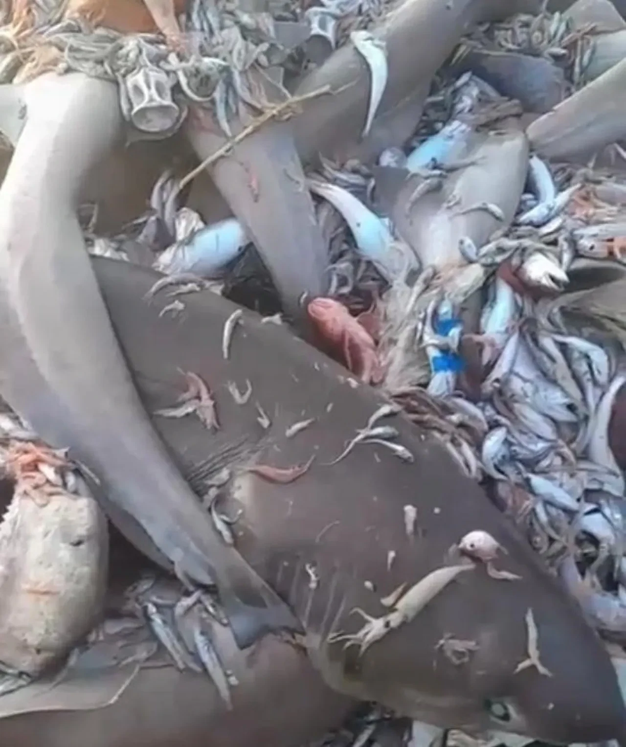 Mersin'de köpek balığı korkusu! Valilik açıklama yaptı