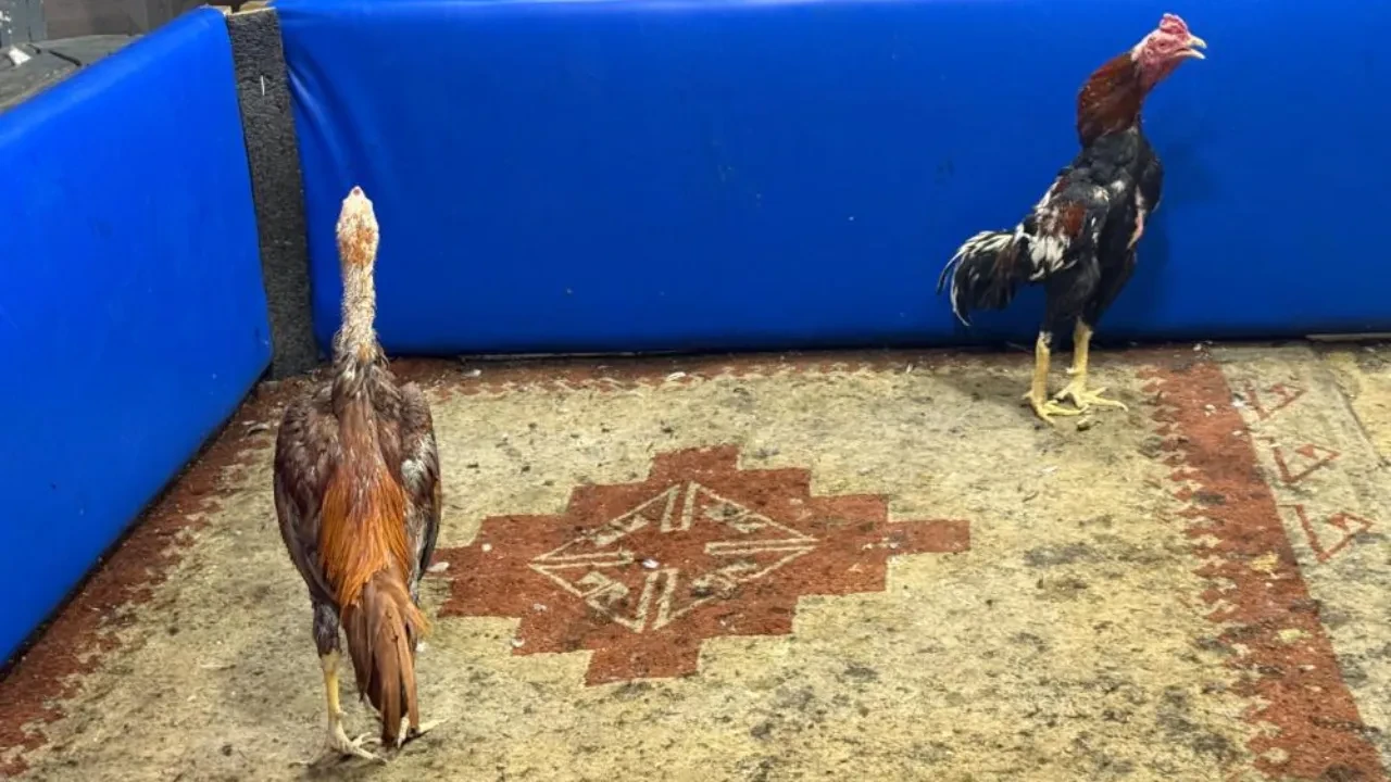 Müşteri kılığına girdi, suçüstü yaptı! Adana'da horoz dövüşü operasyonu 