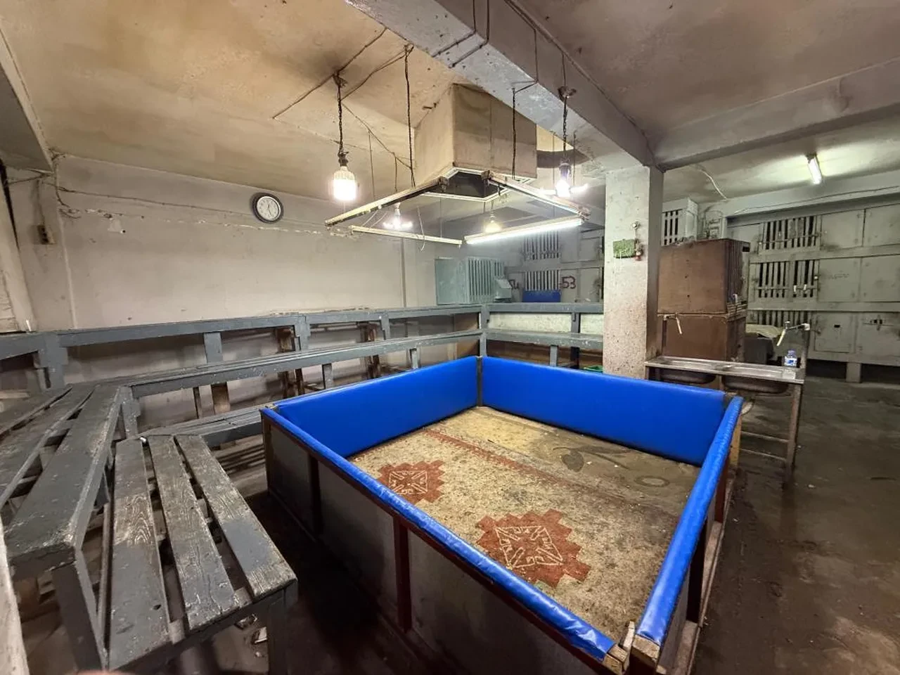 Müşteri kılığına girdi, suçüstü yaptı! Adana'da horoz dövüşü operasyonu 