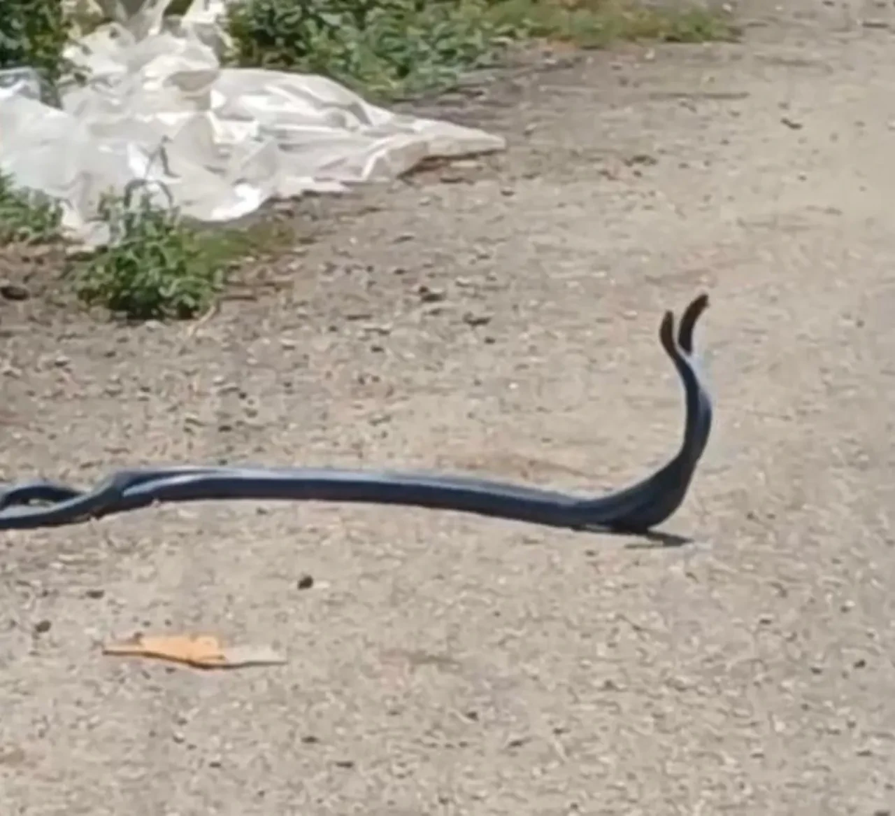 Uzun süre mücadele ettiler! Yılanların dansı kamerada